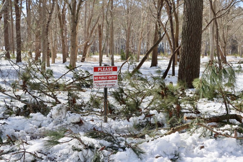 Branches were down around the City of Lewes, including these in the Fourth Street Preserve. But no trees were observed blocking and roads.